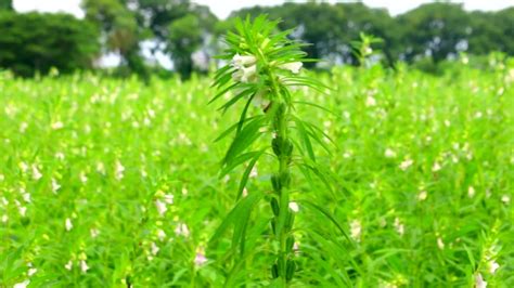 Image result for SE Samo Tree