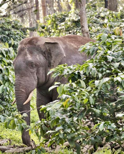 Three States to Work Together to Address the Elephant in the Room - The ...