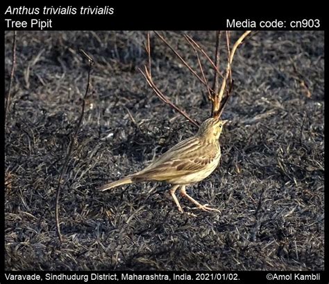 Anthus trivialis (Linnaeus, 1758) - Tree Pipit | Birds