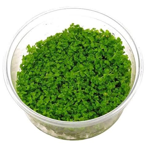 TC-Monte Carlo | ADA IC029 – Veda Aquarium