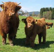 Image result for cattle
