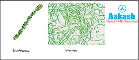 Symbiosis: Types, Nitrogen Fixation, Ecological Importance, Practice ...