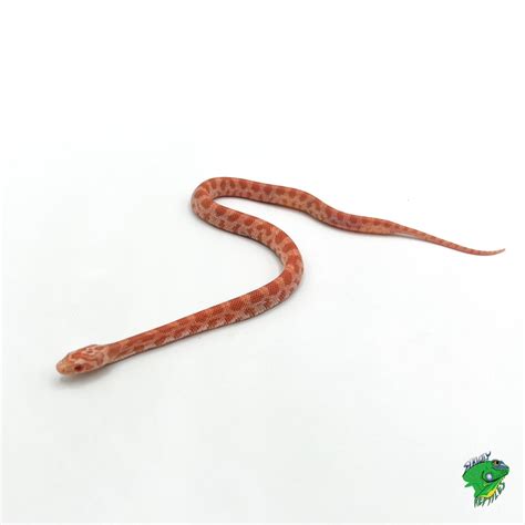 Corn Snake Albino