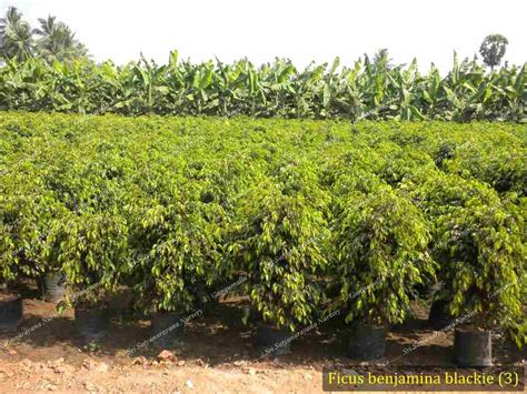 Best Nursery In Kadiyam -Sri Satyanarayana Nursery