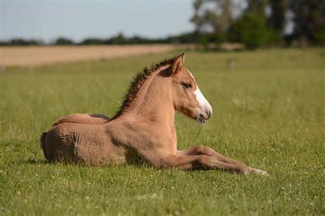 10 Baby Horse Facts - Facts.net