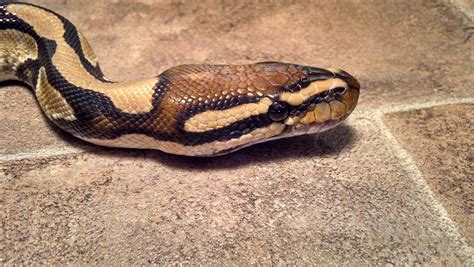 Image result for Royal Python Very Long
