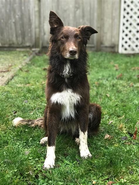 Brown Border Collie Australian Shepherd Mix