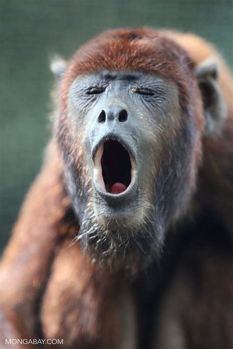 Howler Monkey Howling Sound
