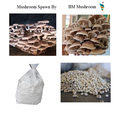 Shiitake Mushroom grain Spawn (Lentinula edodes) – BM MUSHROOM ONLINE STORE