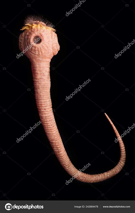 Tapeworm Microscope at Gladys Roy blog