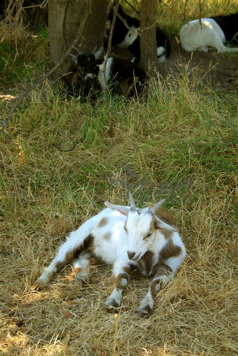 Why Do Goats Faint? Myotonic Goats Explained