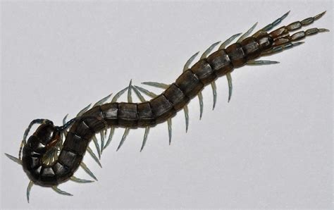 Scolopendridae