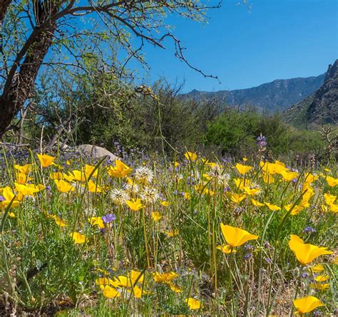CATALINA STATE PARK (2024) All You Need to Know BEFORE You Go (with ...