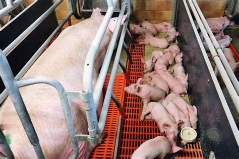 Schweinepreise 27 Cent unter Vorjahresniveau | agrarheute.com