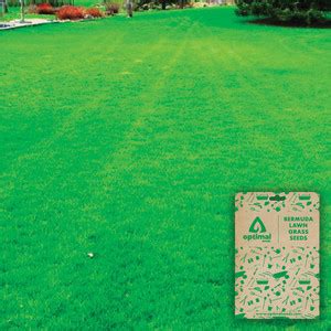 Optimal Seeds Bermuda Lawn Grass Seed Price in India - Buy Optimal ...