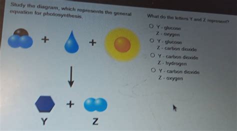 Solved: Study the diagram, which represents the general What do the letters Y and Z represent ...