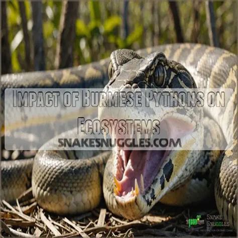 Image result for Burmese Python Eat Chicken
