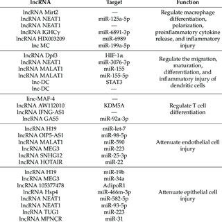 Image result for Non-Coding RNA Function