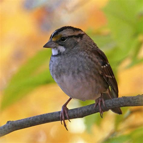 Sparrows - Humber Arboretum Wildlife