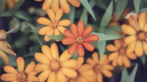 Wallpaper flowers, petals, orange, blur hd, picture, image