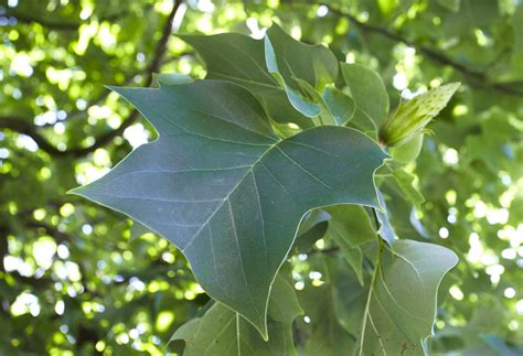 Great Trees of Wirral - About the Project