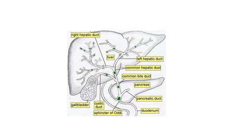 Radiological anatomy of hepatobiliary system | PPTX