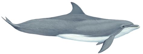 Dolphin 的图像结果