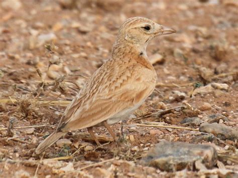 Dunn's/Arabian Lark - eBird