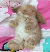 Image result for Cute Sleeping Baby Bunnies