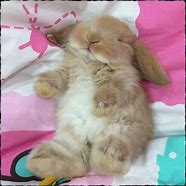 Image result for Bunny so Cute