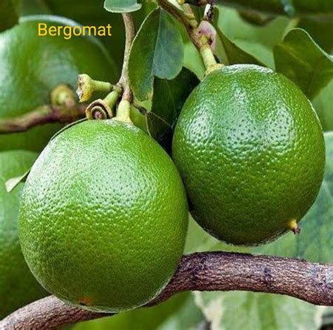 Plum Tree Types 的图像结果