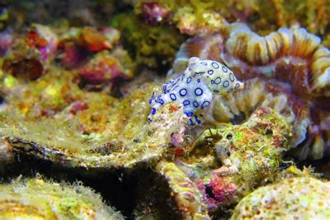 Image result for Blue-Ringed Octopus Facts
