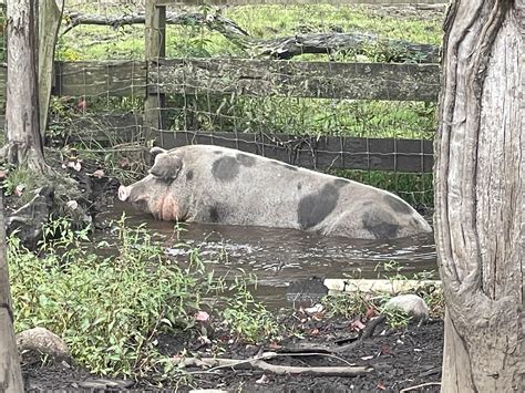 The phrase "sweating like a pig" is quite misleading as pigs in fact ...