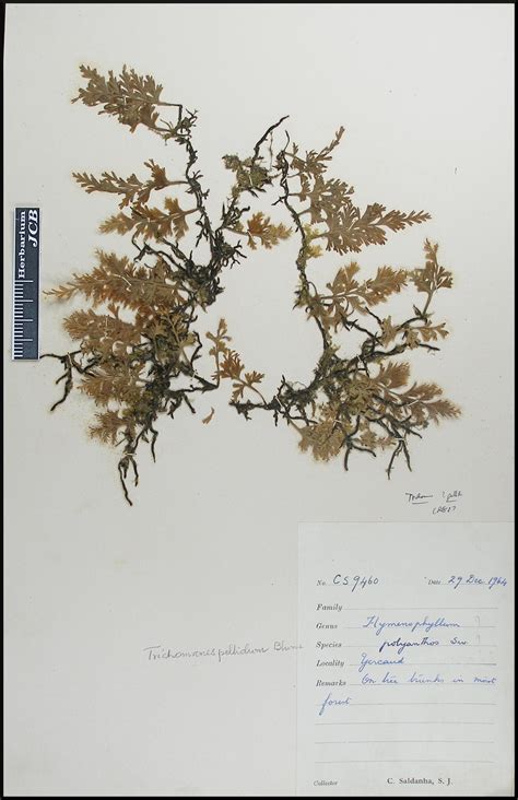 Herbarium JCB