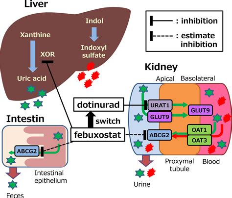 Frontiers | Efficacy and safety of switching from febuxostat to dotinurad, a novel selective ...