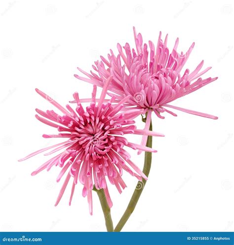 Pink spider mum stock image. Image of ripe, detail, chrysanthemum ...