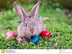Image result for Easter Rabbit