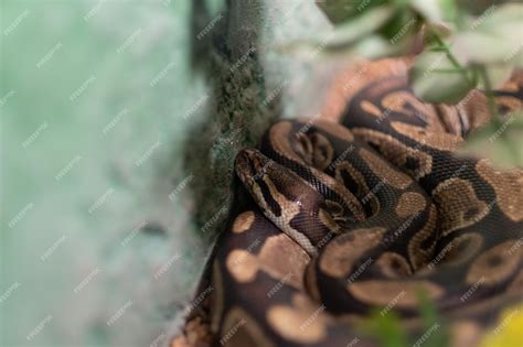 Image result for Dangerous Python