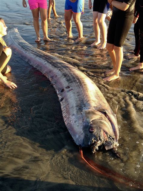 Can You Eat Oarfish
