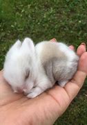Image result for Micro Teacup Bunnies