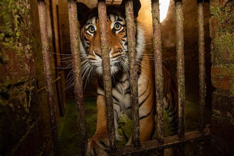 Rescue of Two Tigers and Three Jackals - FOUR PAWS International ...