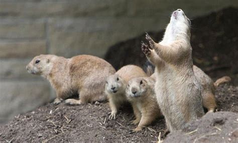 What Are Prairie Dogs Predators