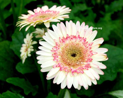 Gerbera daisy varieties