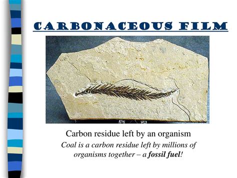 PPT - FOSSILS PowerPoint Presentation, free download - ID:9254672