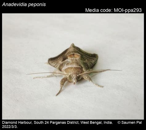 Anadevidia peponis | Moths
