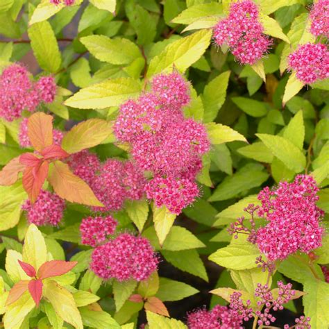 Spirea Bumalda Varieties - Spirée Bumalda Superstar - PWMV