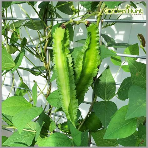 Gardenhunt Winged Bean (Psophocarpus Tetragonolobus) / Goa Bean/Manila ...