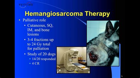 Image result for Hemangiosarcoma