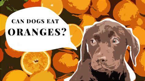 Can Dogs Safely Eat Oranges and Tangerines? - Our Dog Breeds