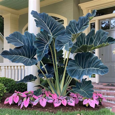 The Allure of Elephant Ear Plants: Cultivating Nature’s Grandeur in ...